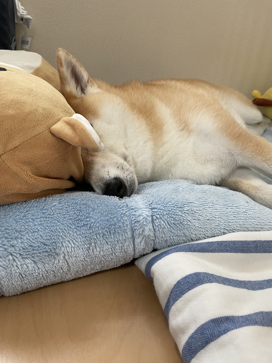 眠る犬