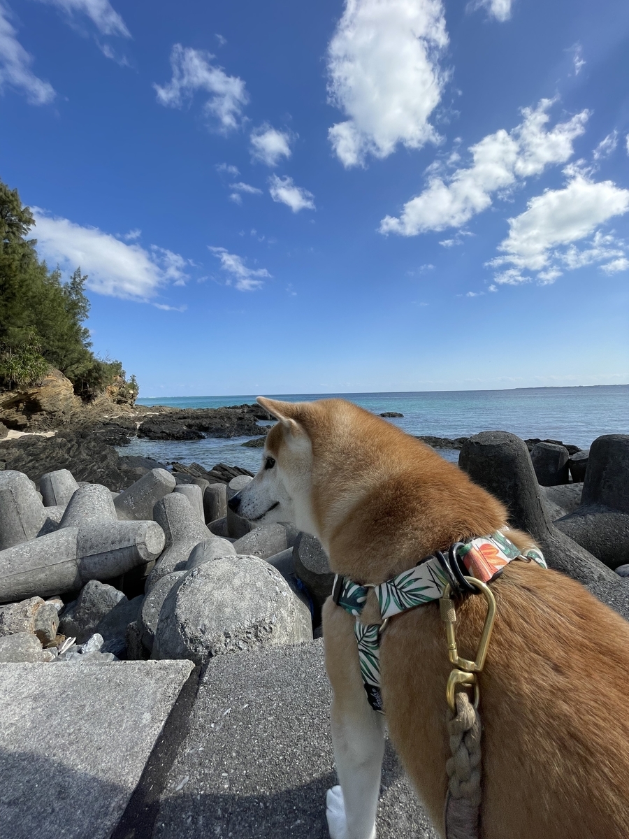 海と犬