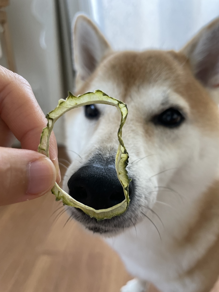ゴーヤーと犬