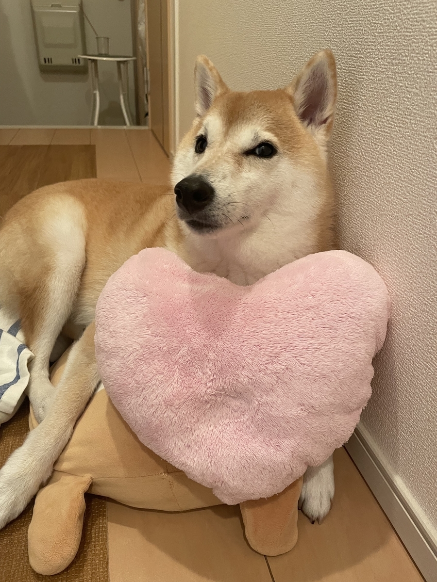 クッションと犬