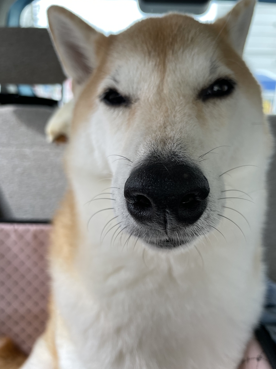 ドアップの犬