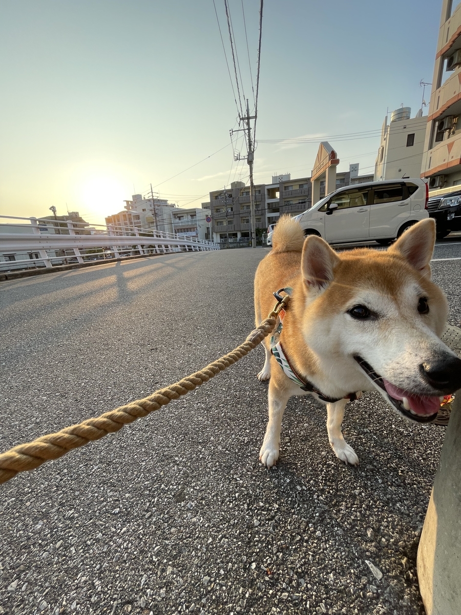 朝日と犬