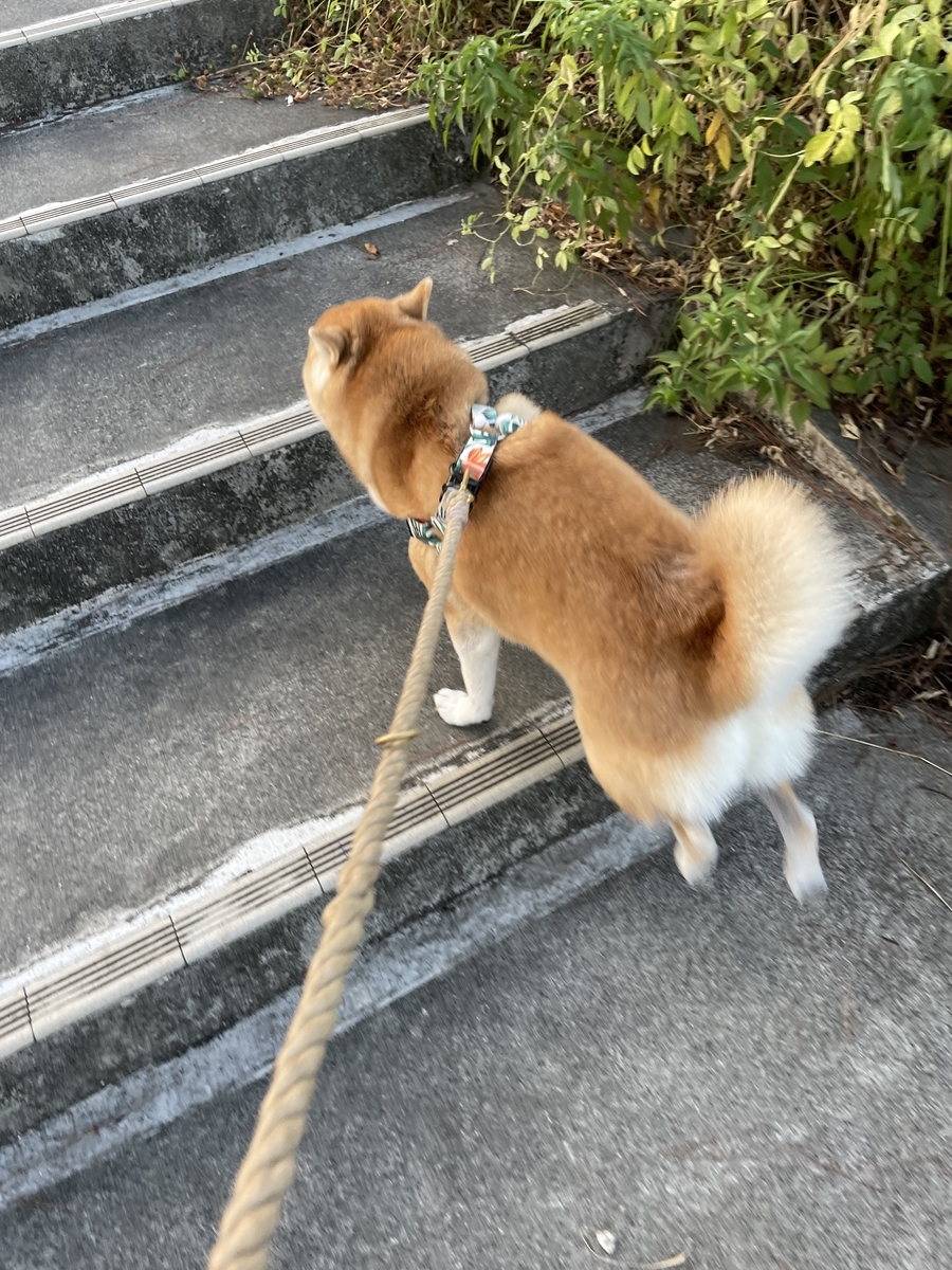 走る犬