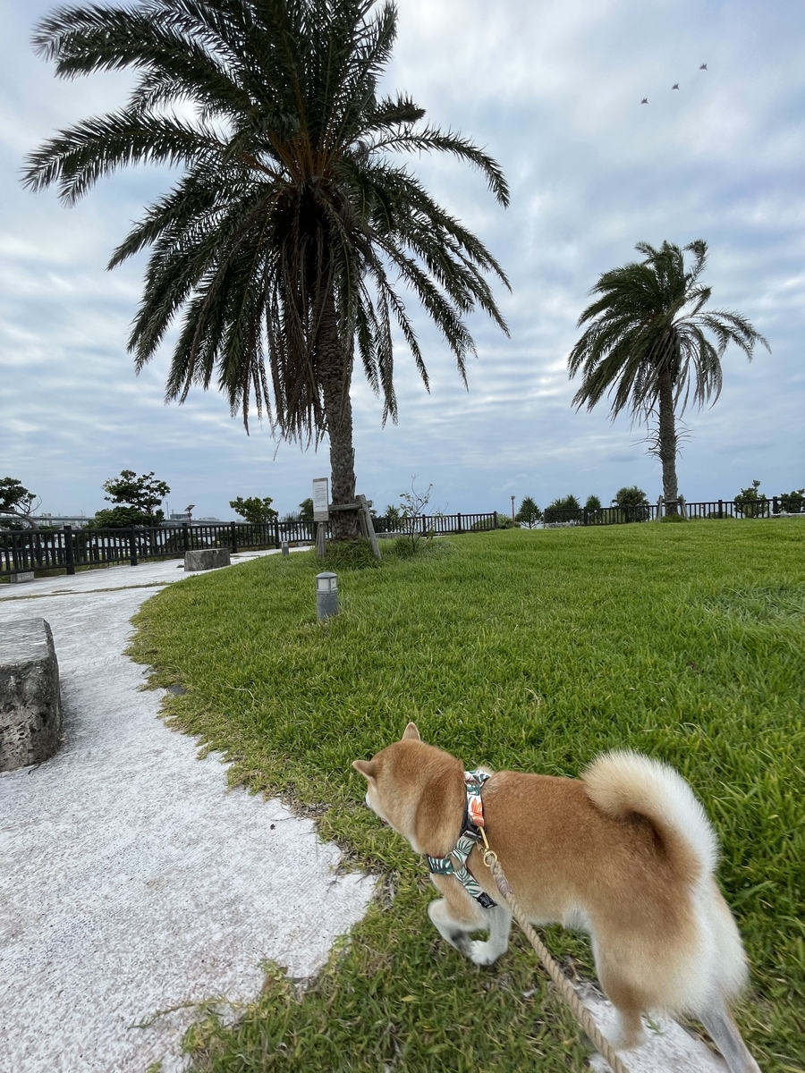 歩く犬