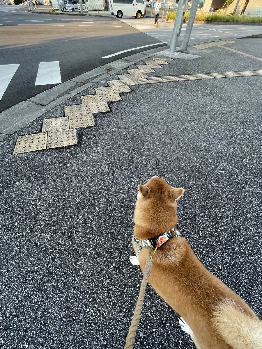 散歩する犬