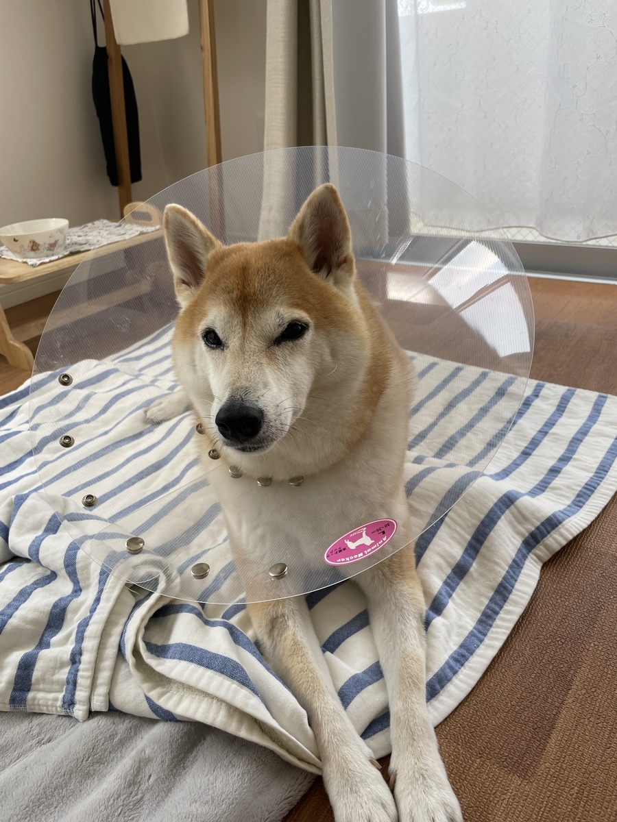 こちらを見る犬