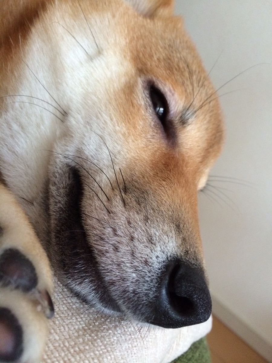 眠る犬