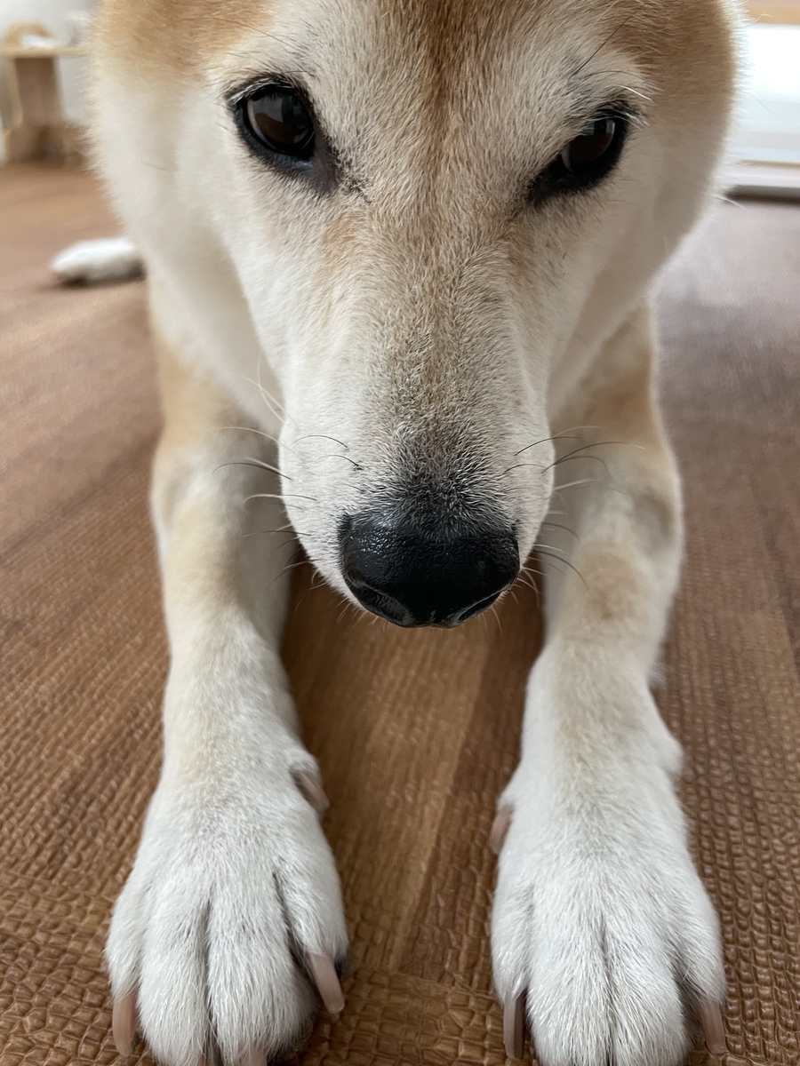 手の長い犬