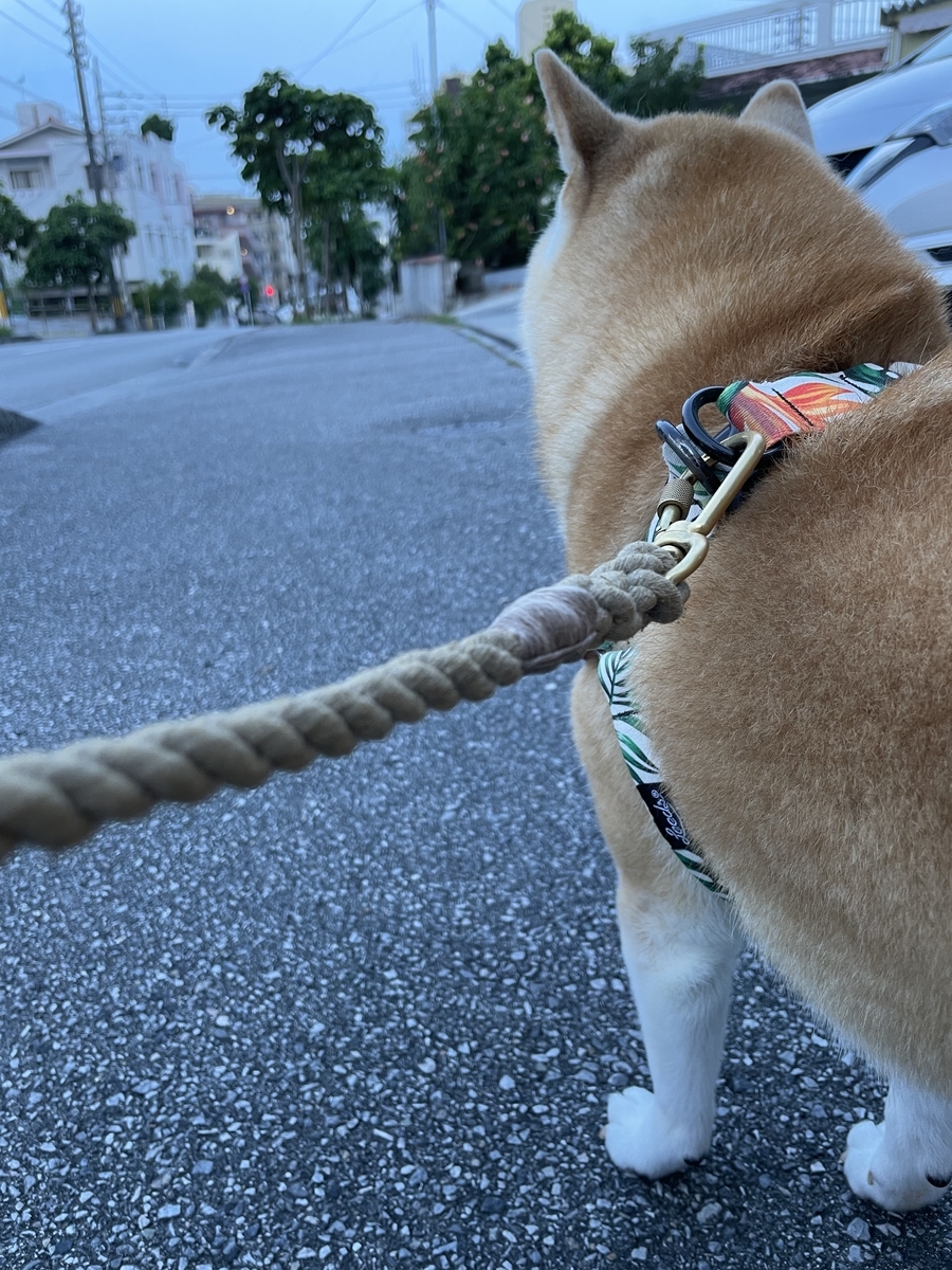 犬の後ろ姿