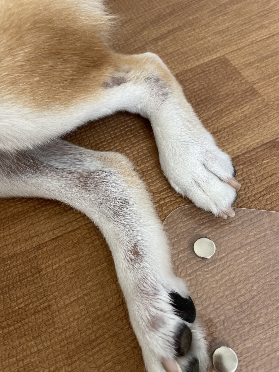 犬の足