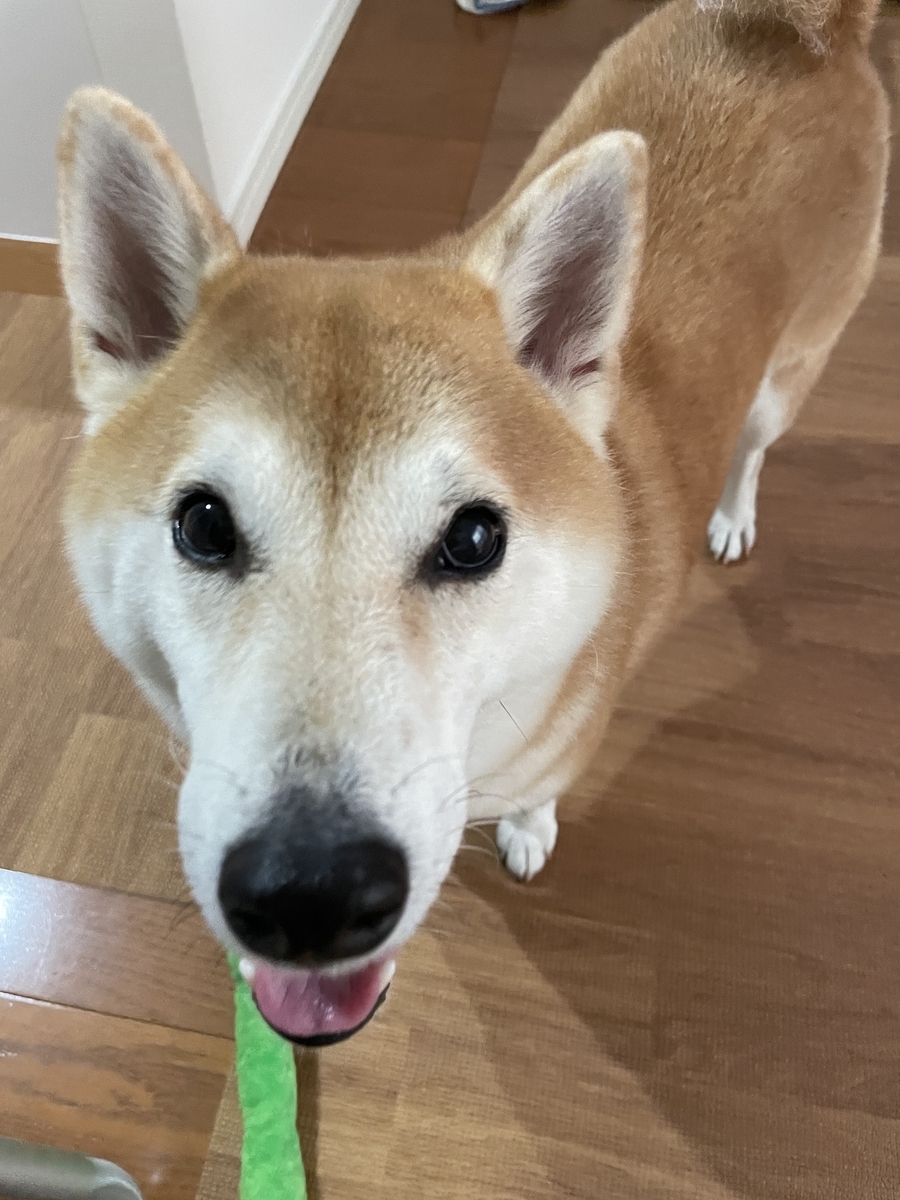 笑う犬