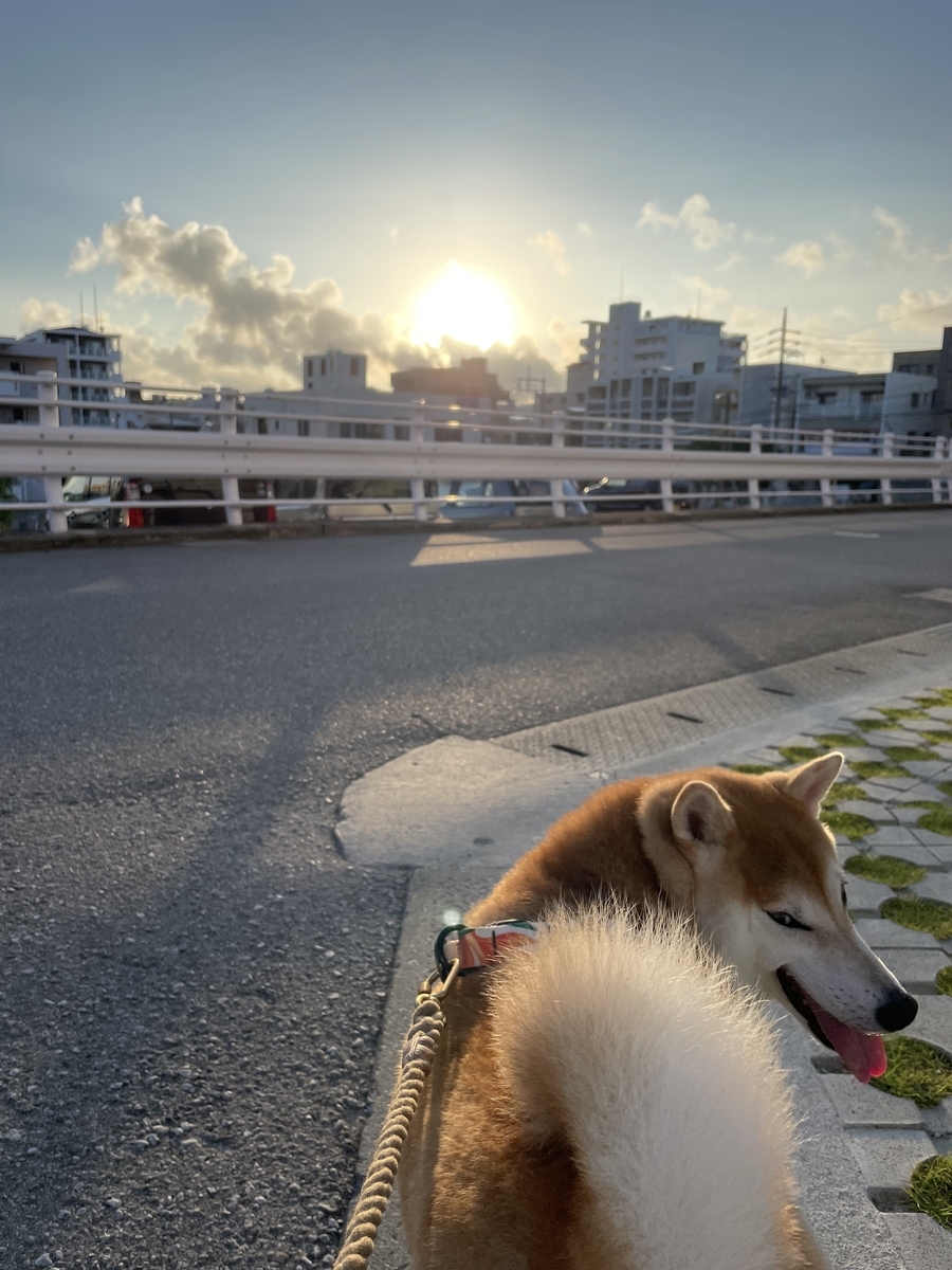朝日と犬