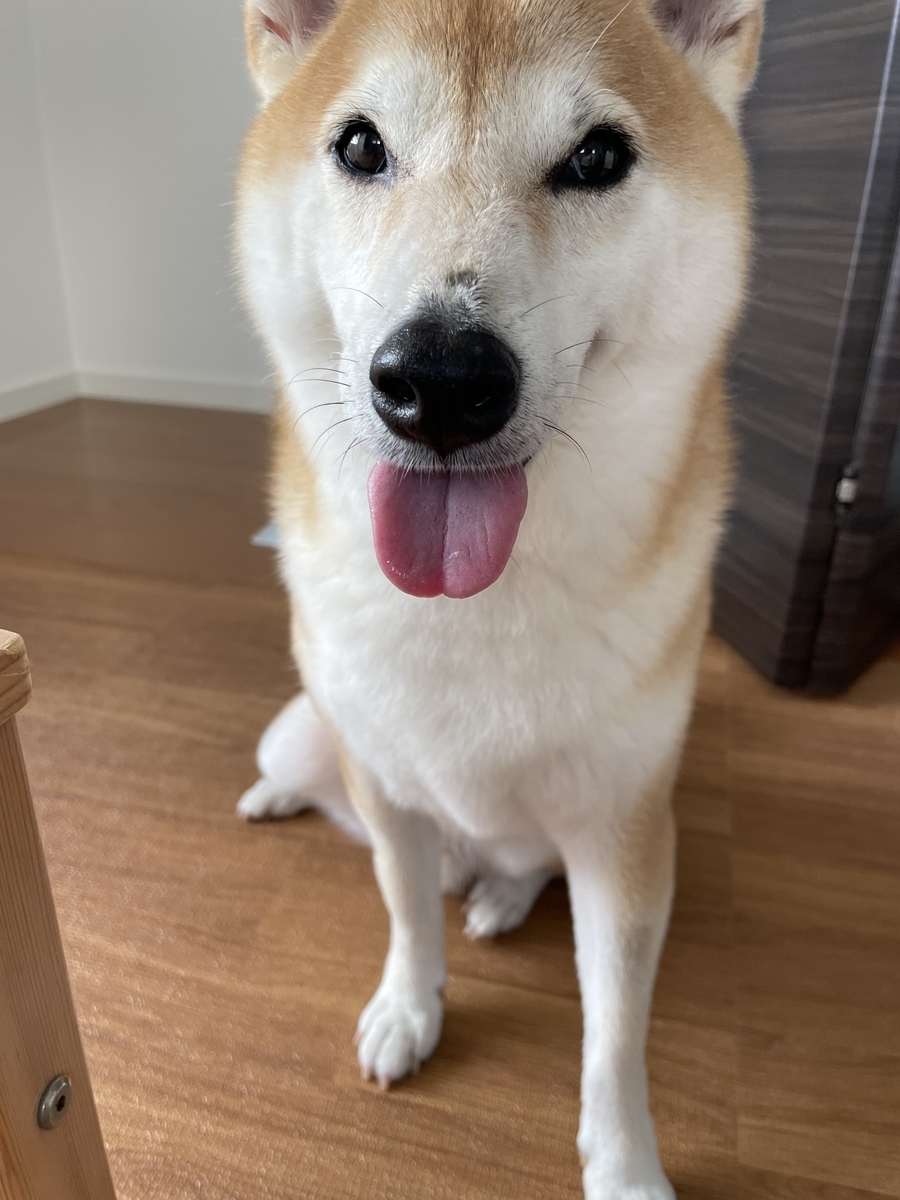 隣にいる犬