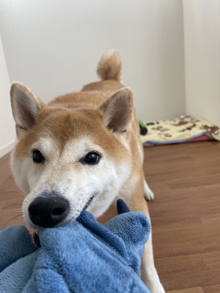 遊ぶ犬