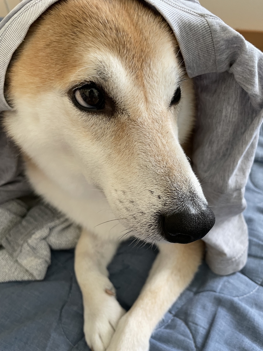 上目遣いな犬。