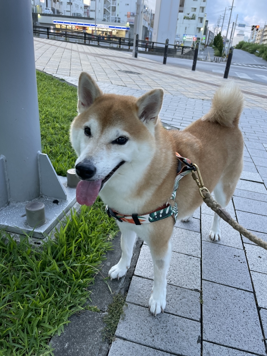 散歩する犬