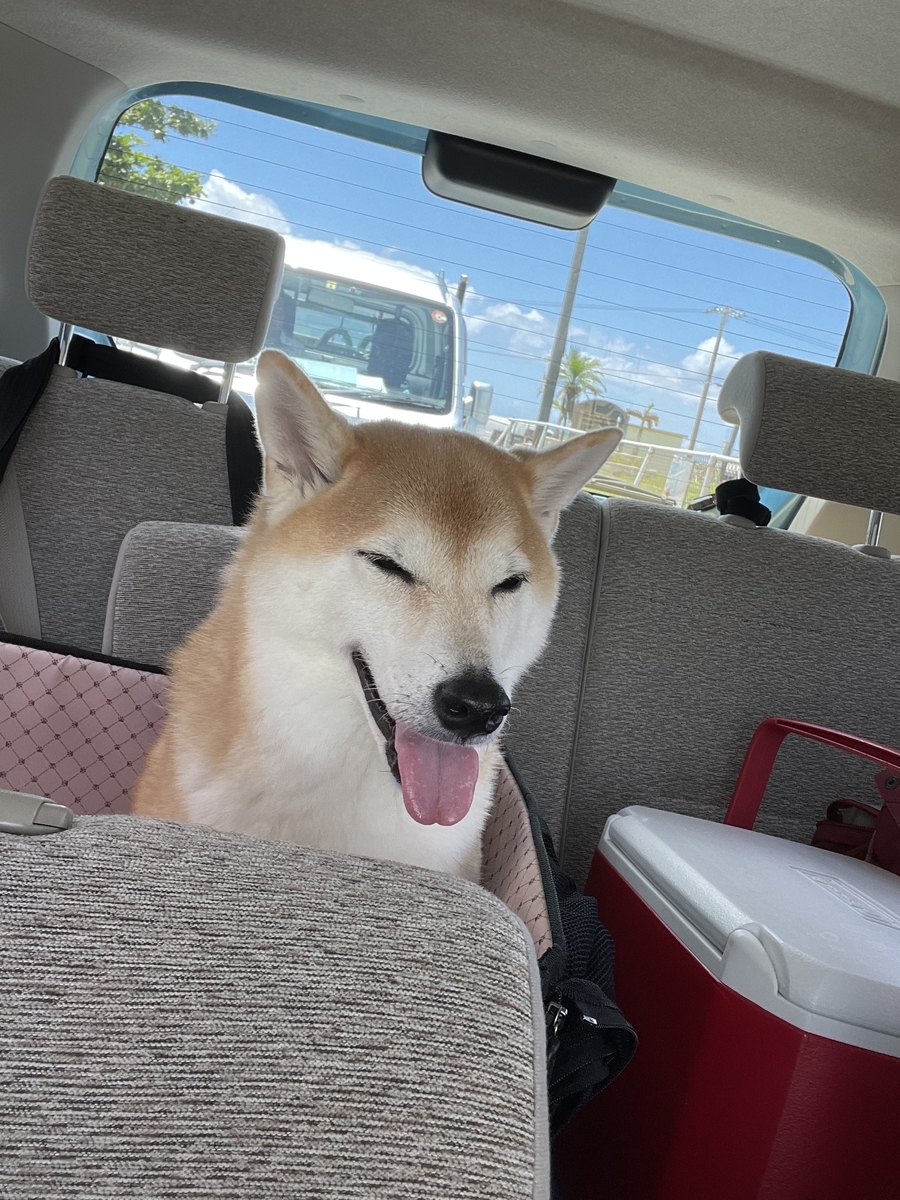 車に乗る犬
