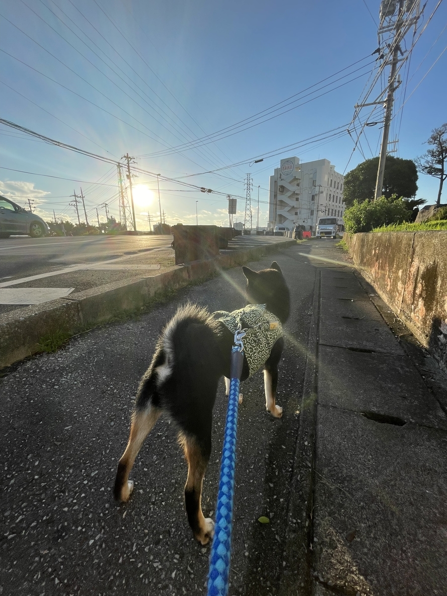 犬と朝日