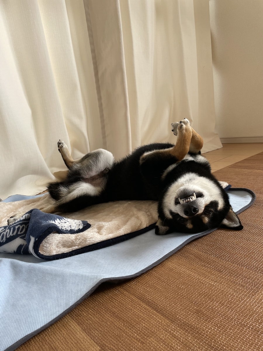 寝転がる犬