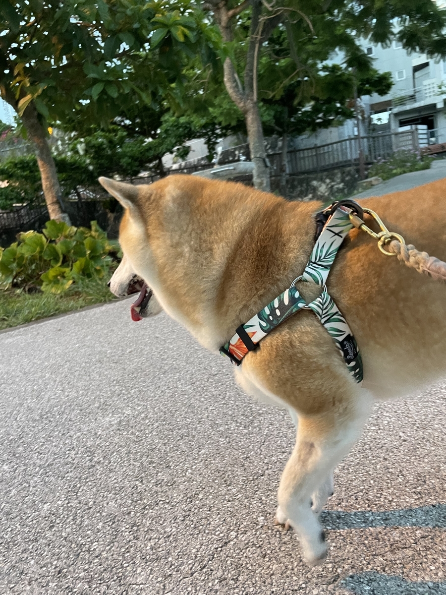 散歩する犬