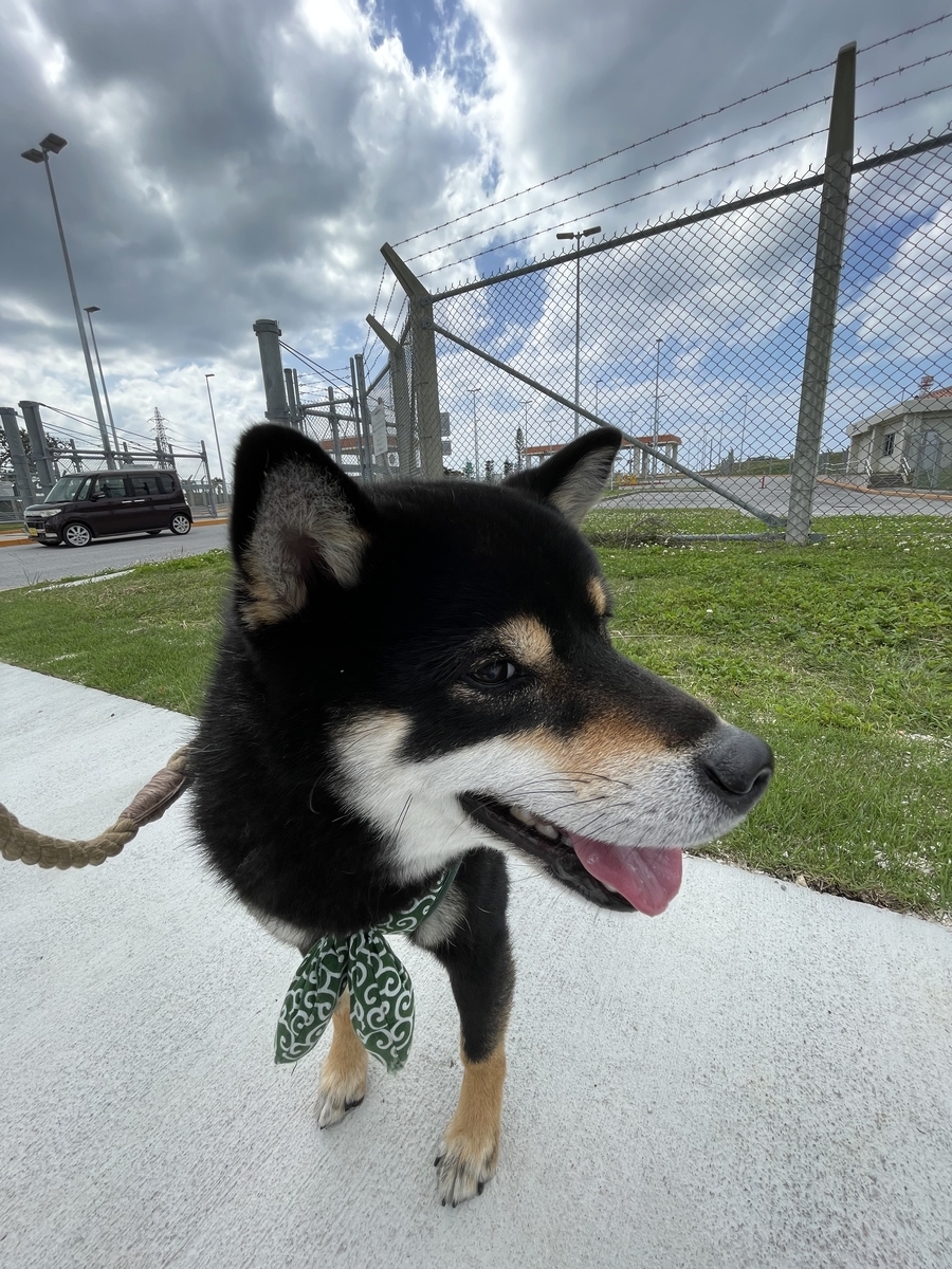 どアップの犬