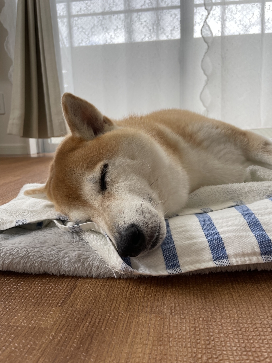 眠る犬