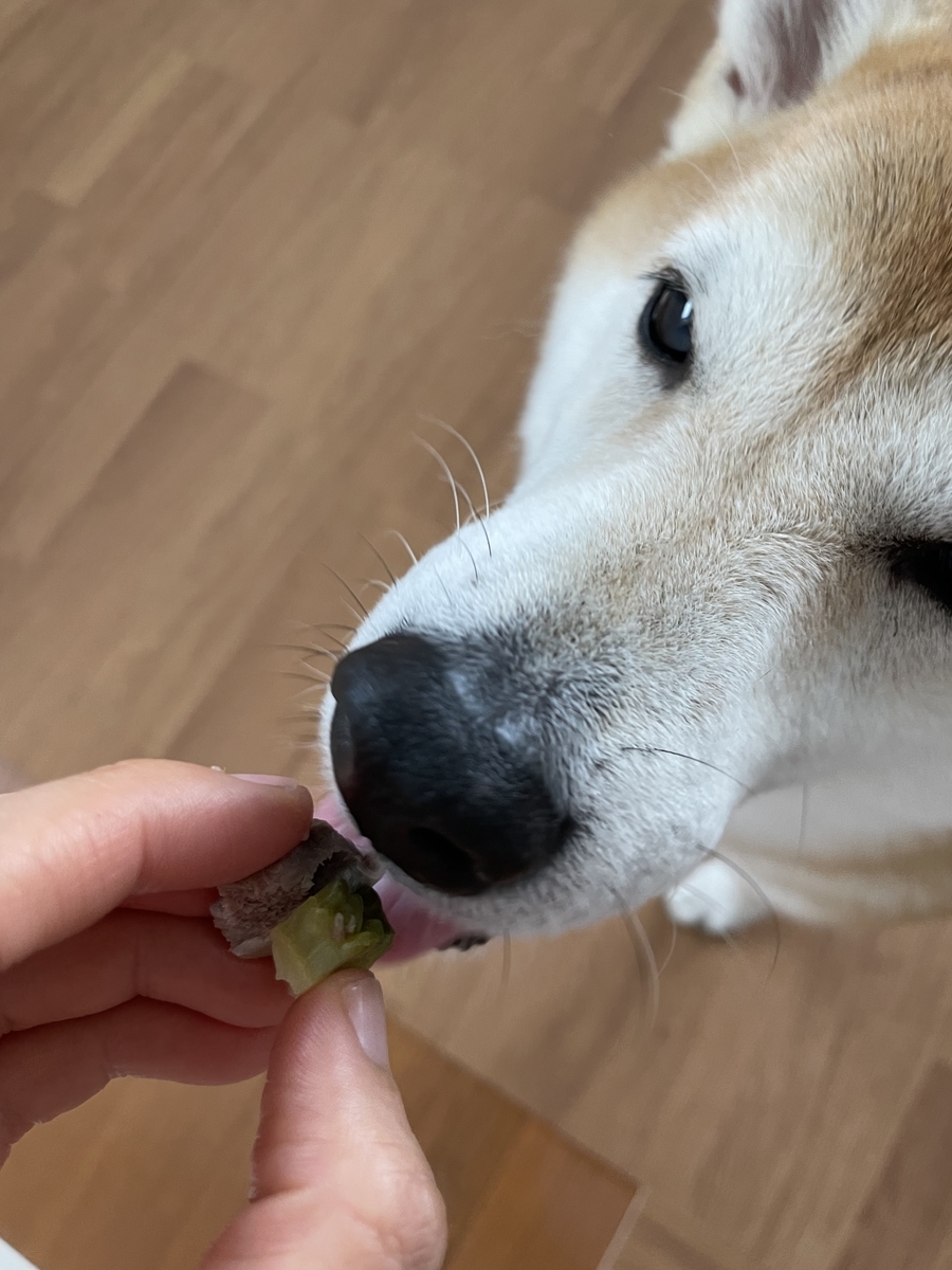 ご飯を食べる犬