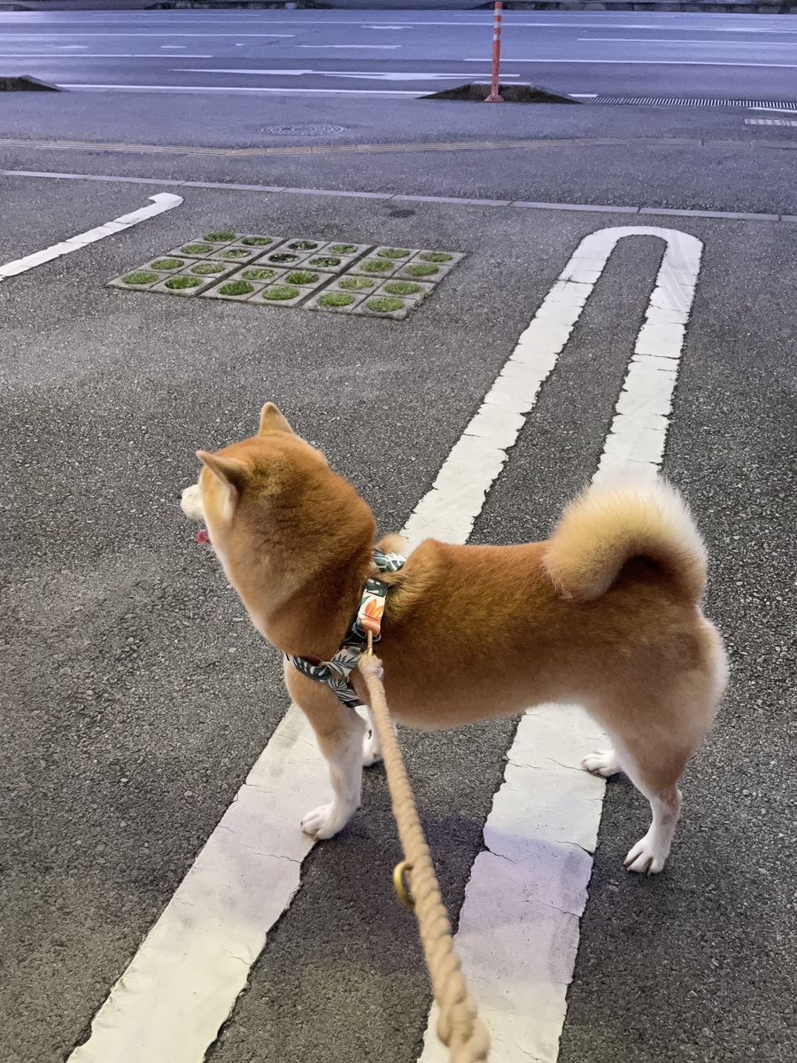 散歩する犬