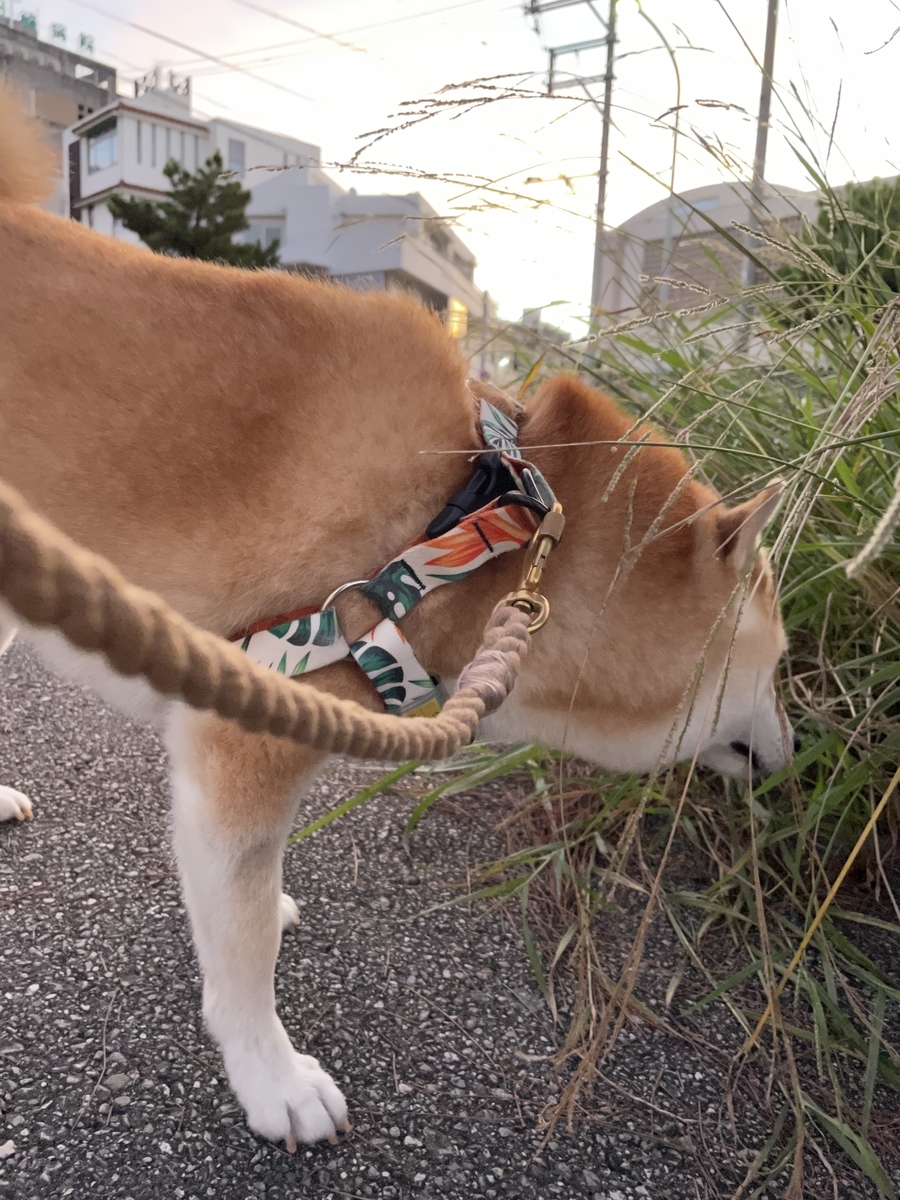 匂いを嗅ぐ犬