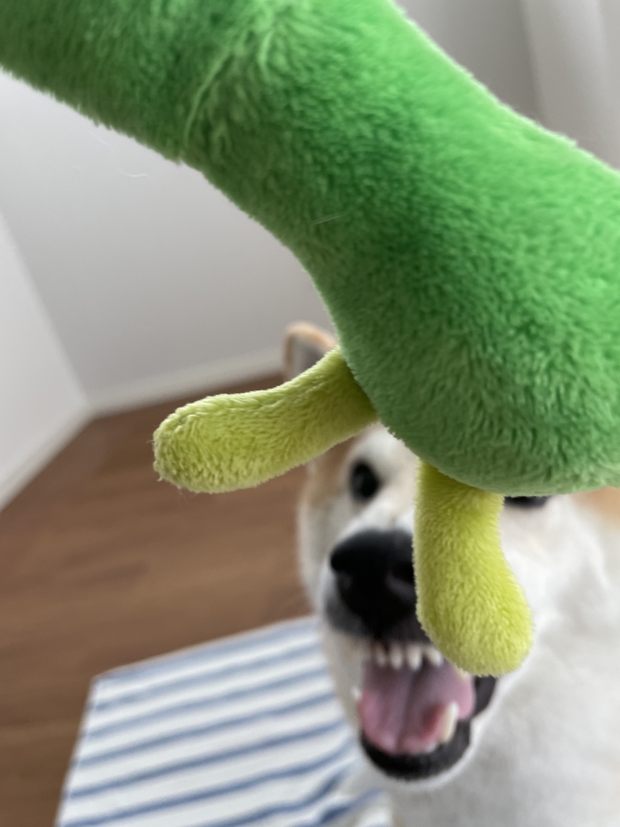遊ぶ犬