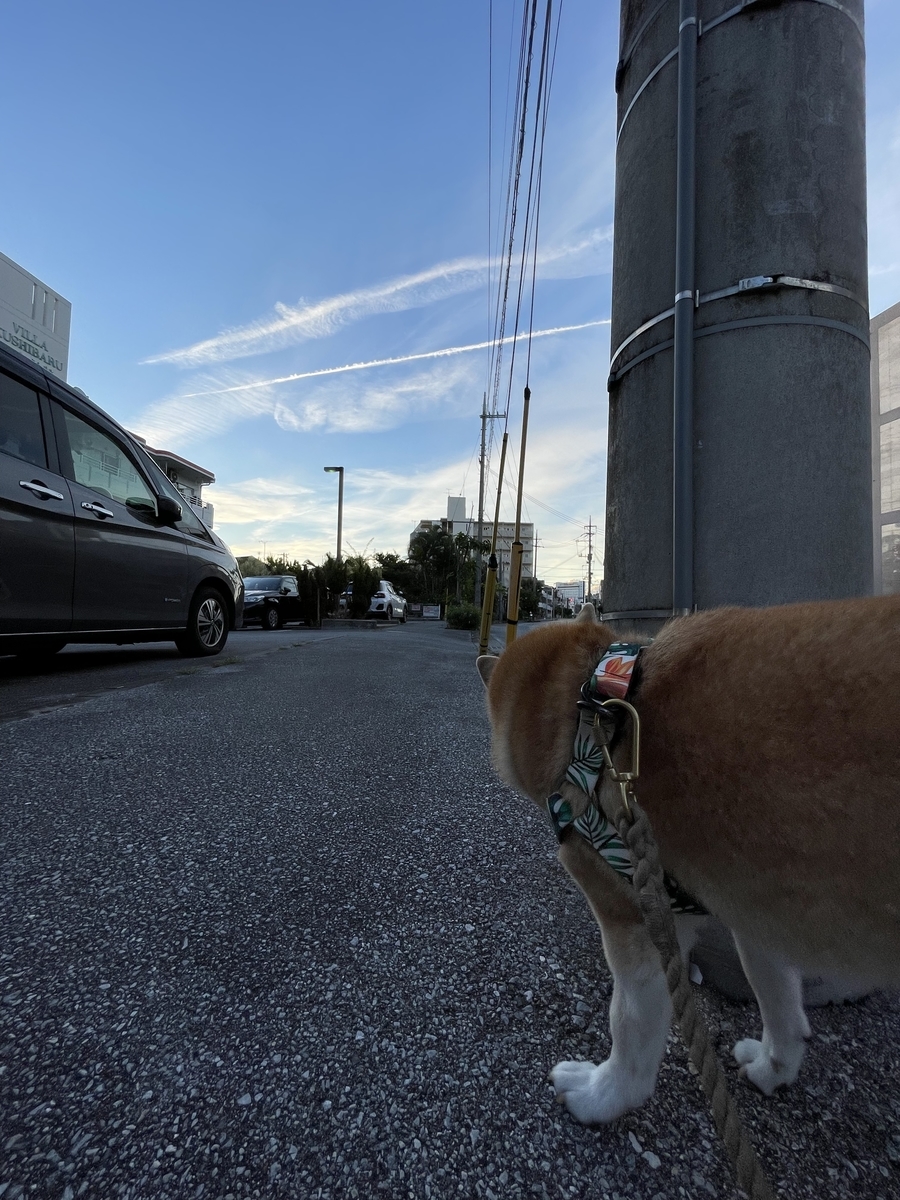 犬と飛行機雲