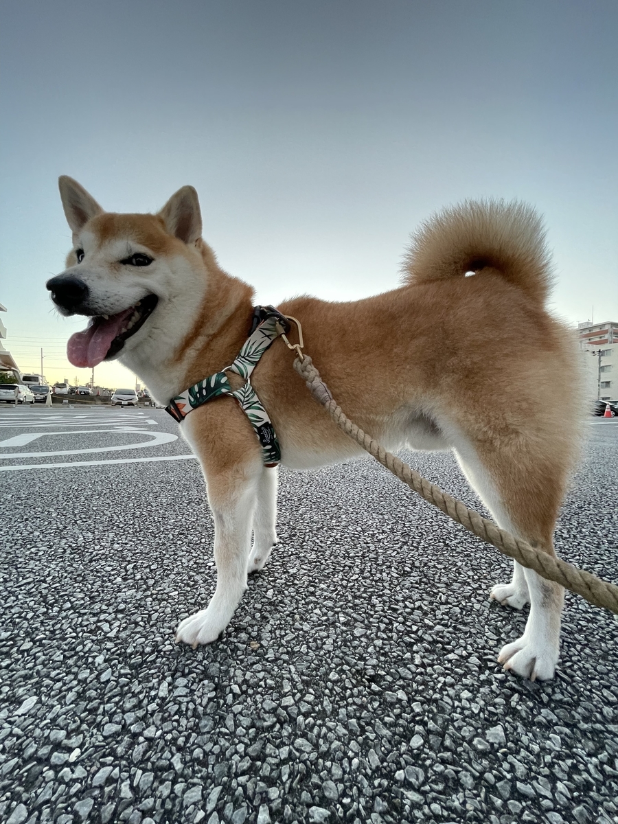そびえたつ犬