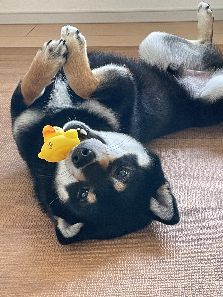 仰向けの犬