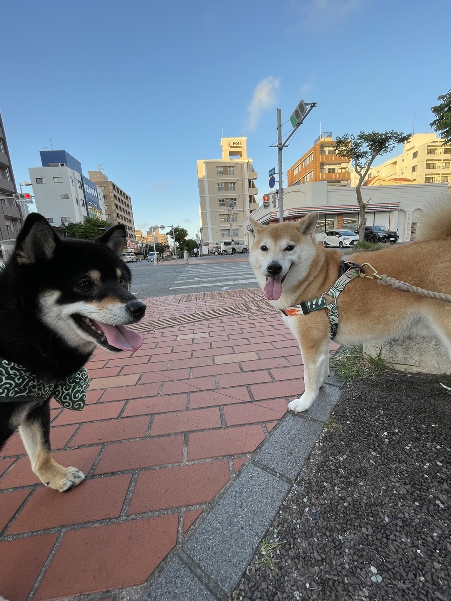 赤柴と黒柴