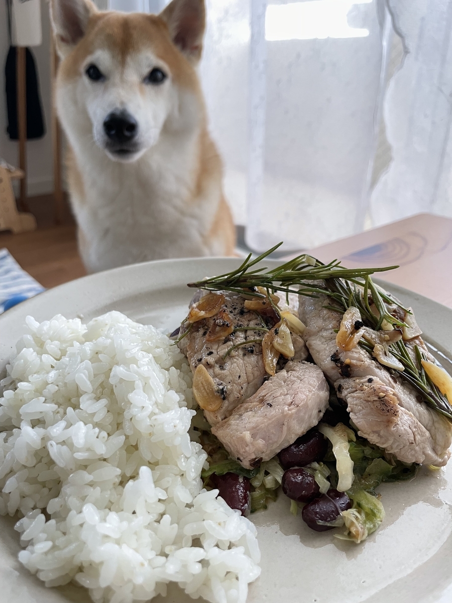 犬とご飯