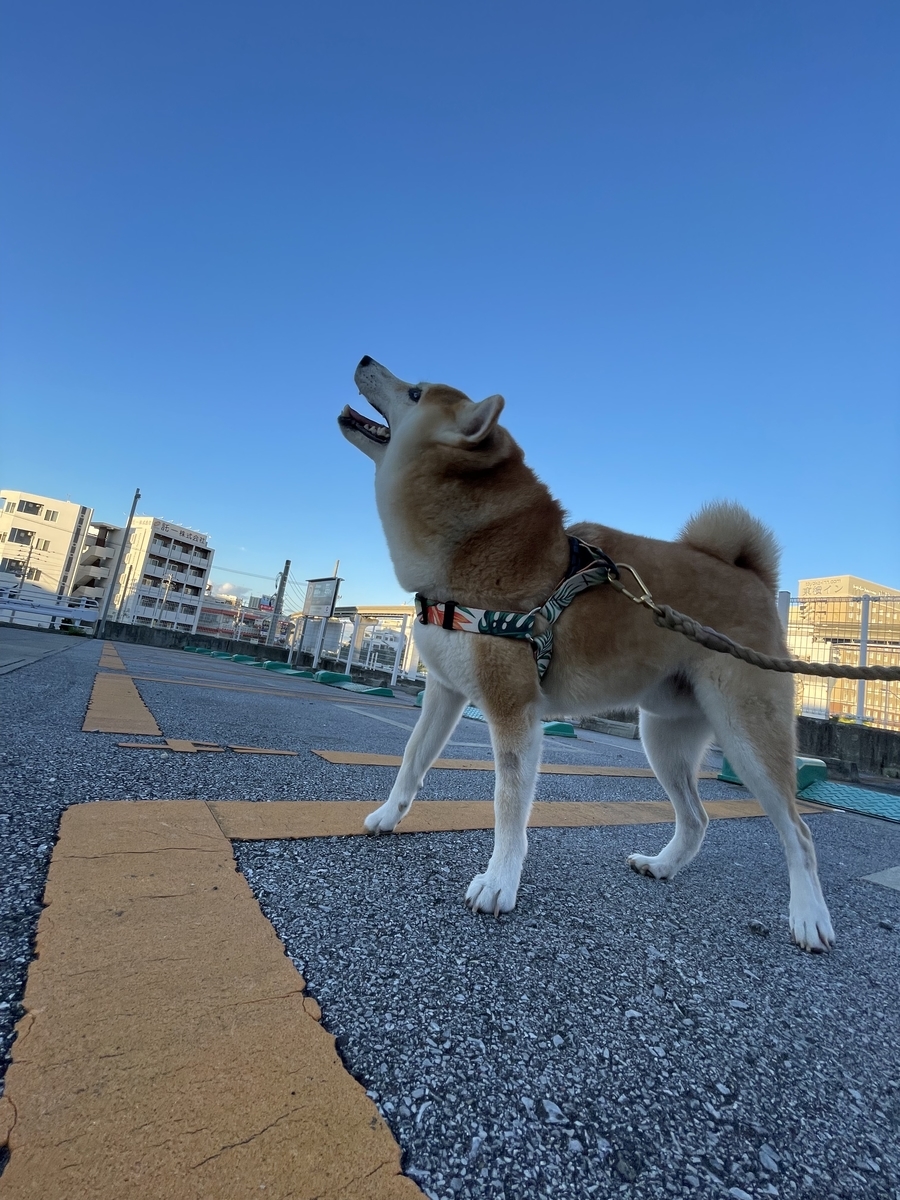 散歩する犬