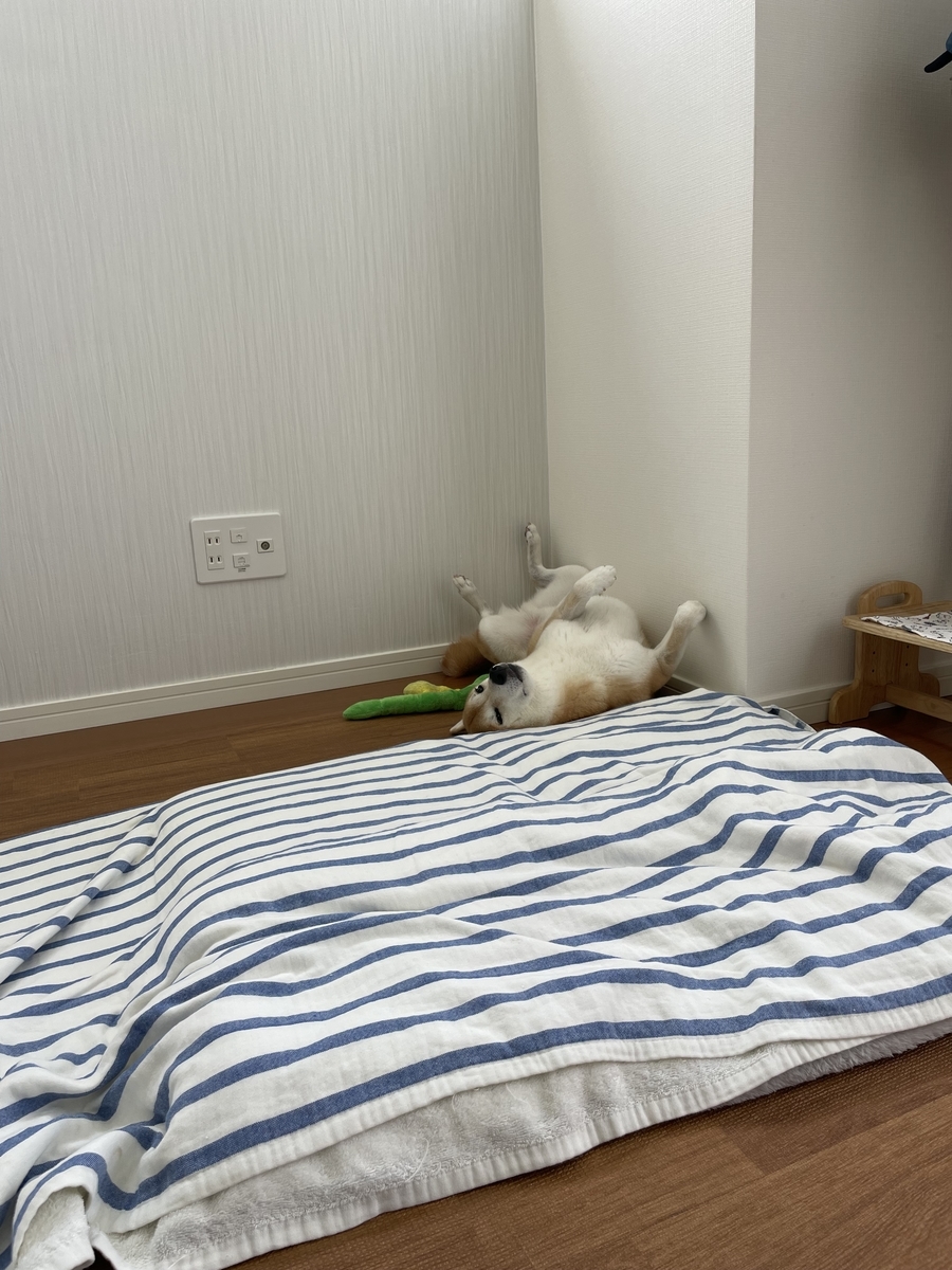 仰向けでこちらを見る犬