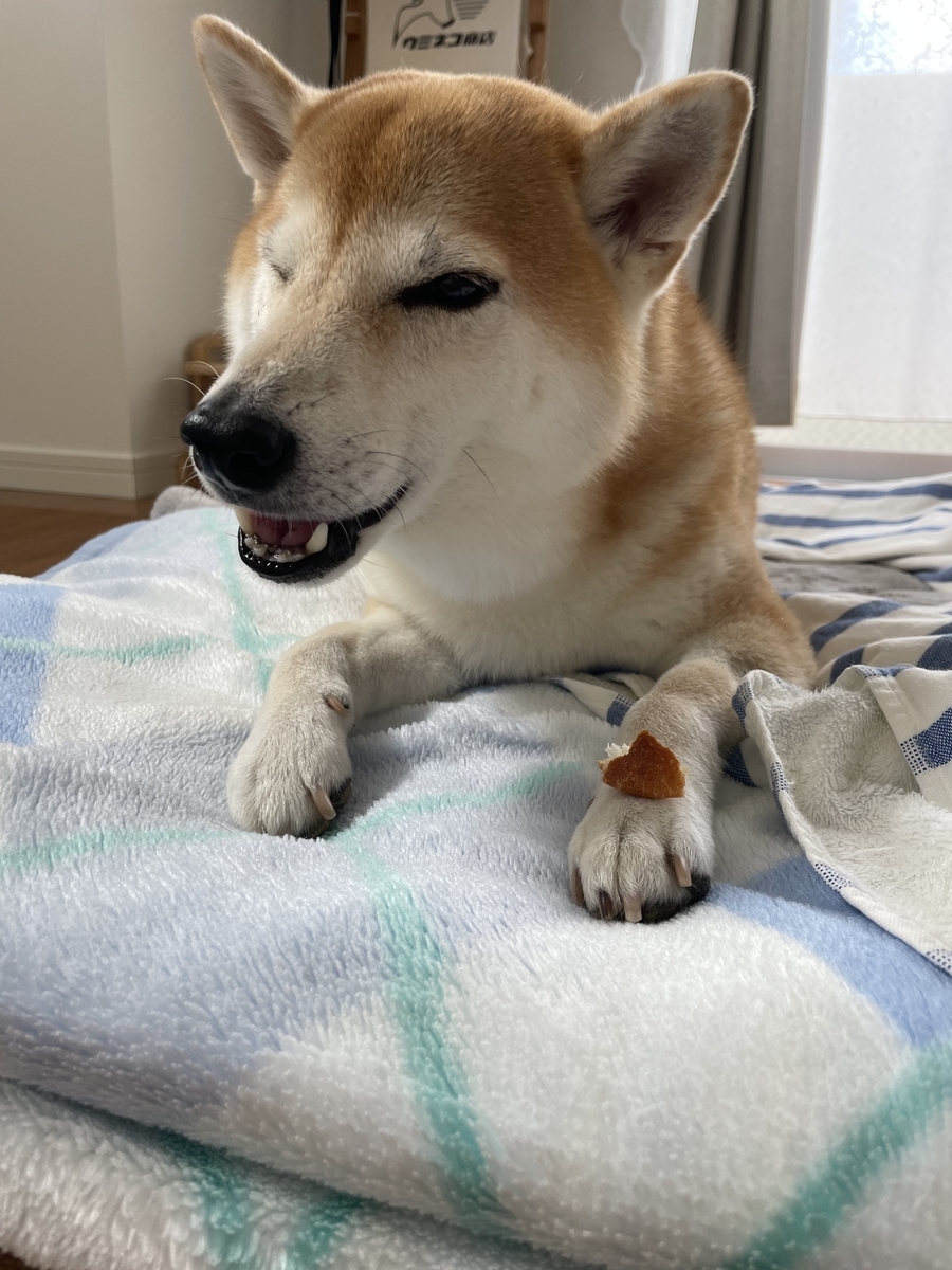 パンを食べる犬