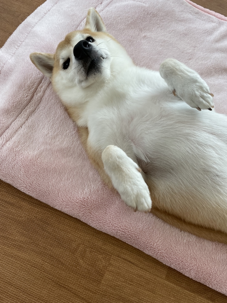 仰向けの犬