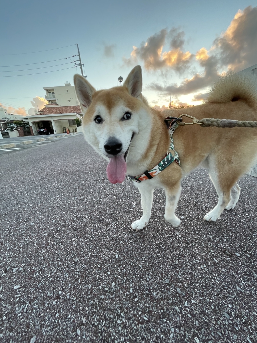 散歩する犬