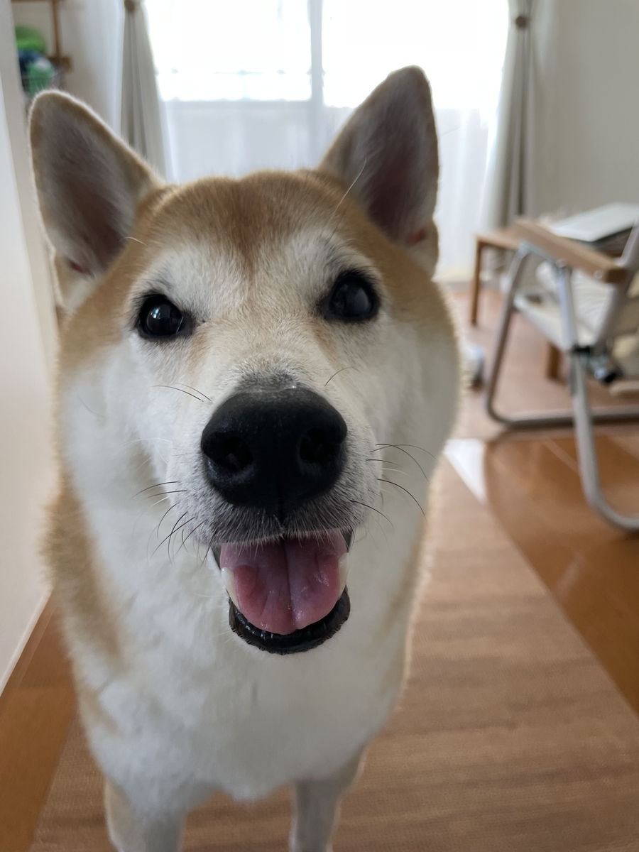笑う犬