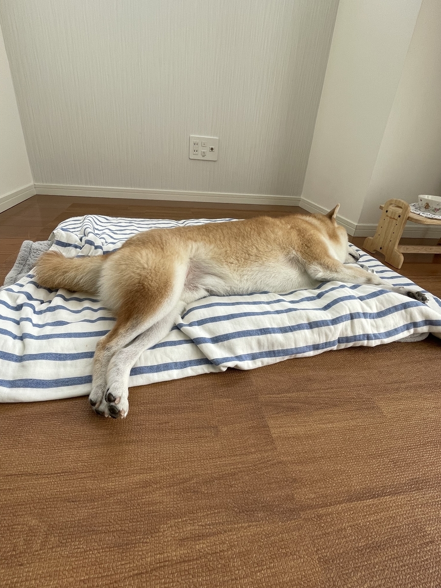 眠る犬