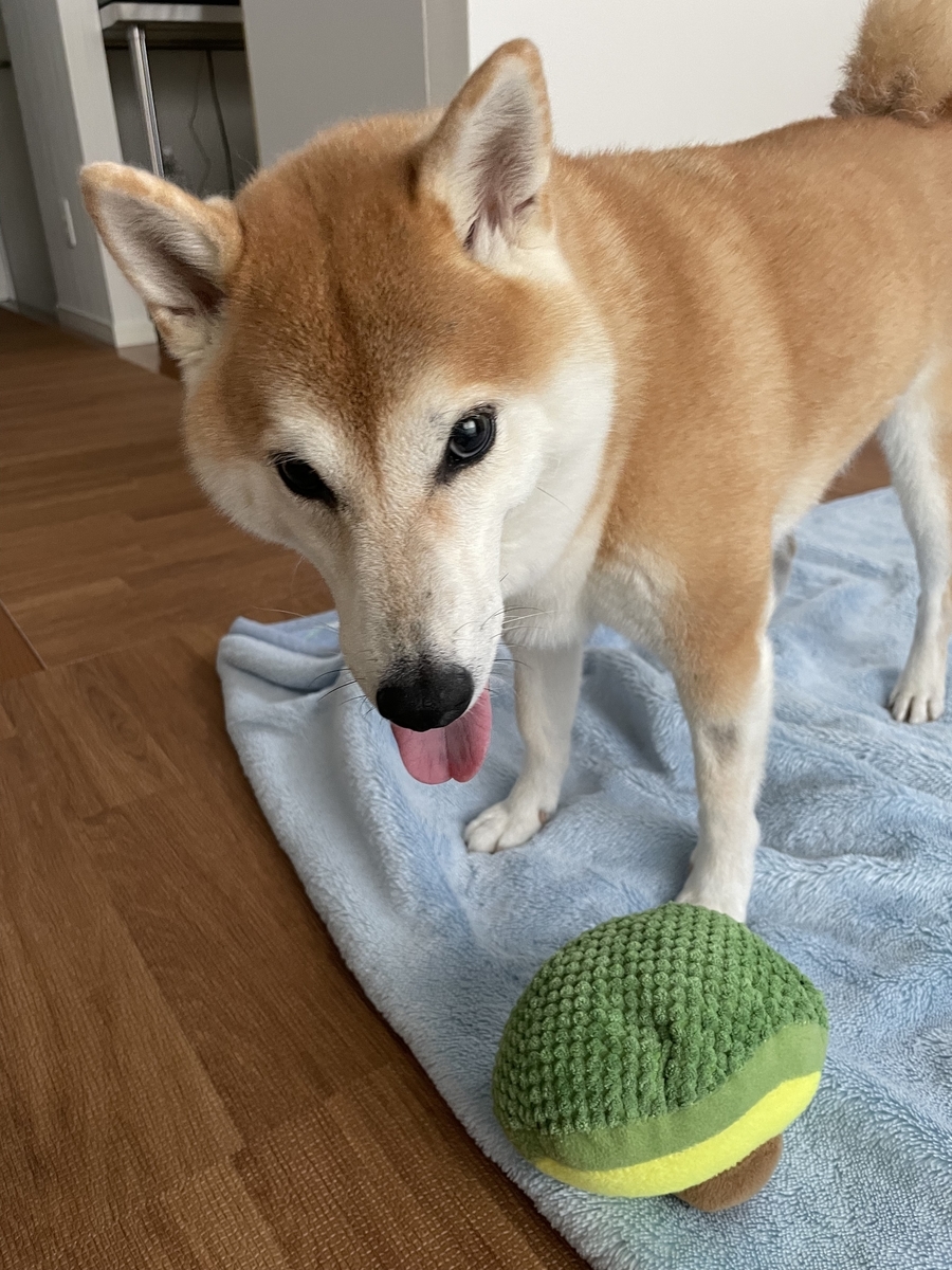 見つめる犬