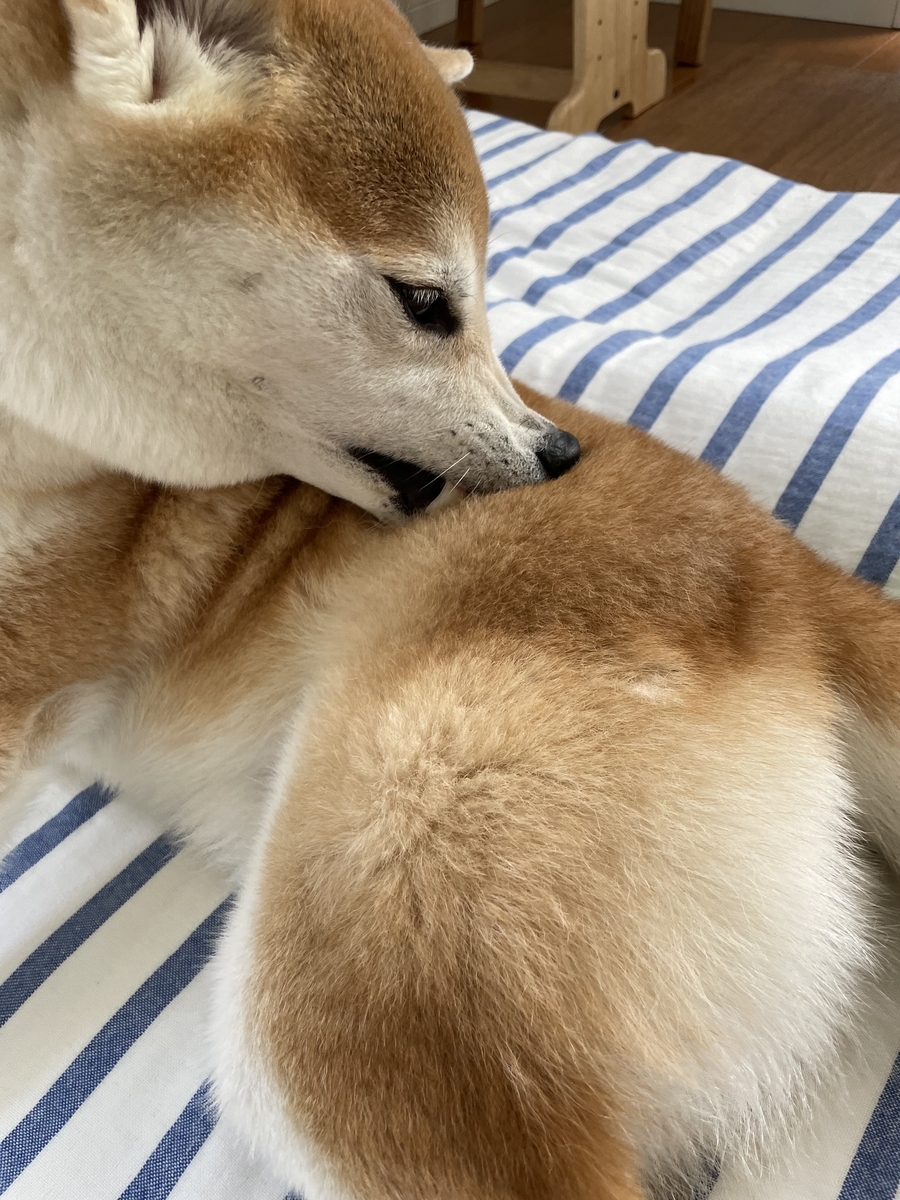 毛繕いする犬