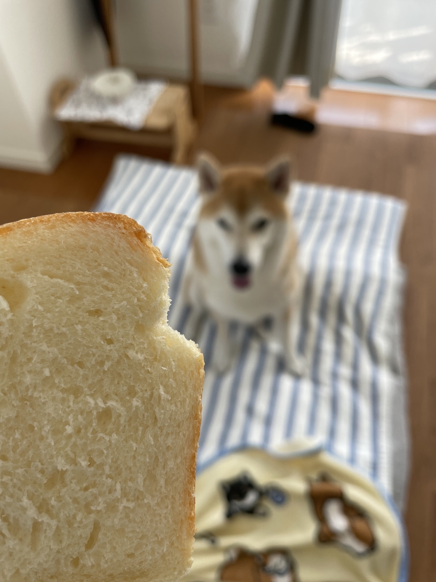 食パンと犬