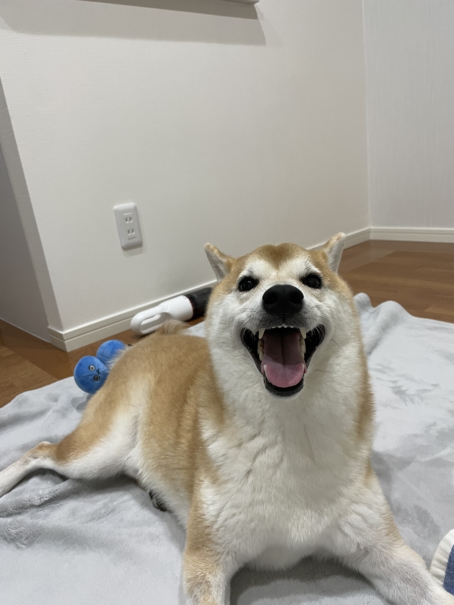 笑う犬