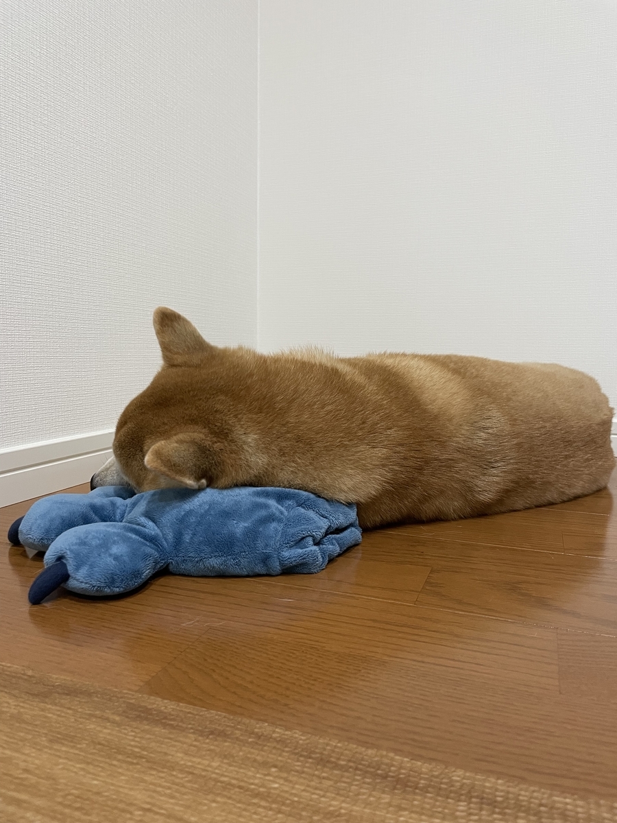 枕を使う犬