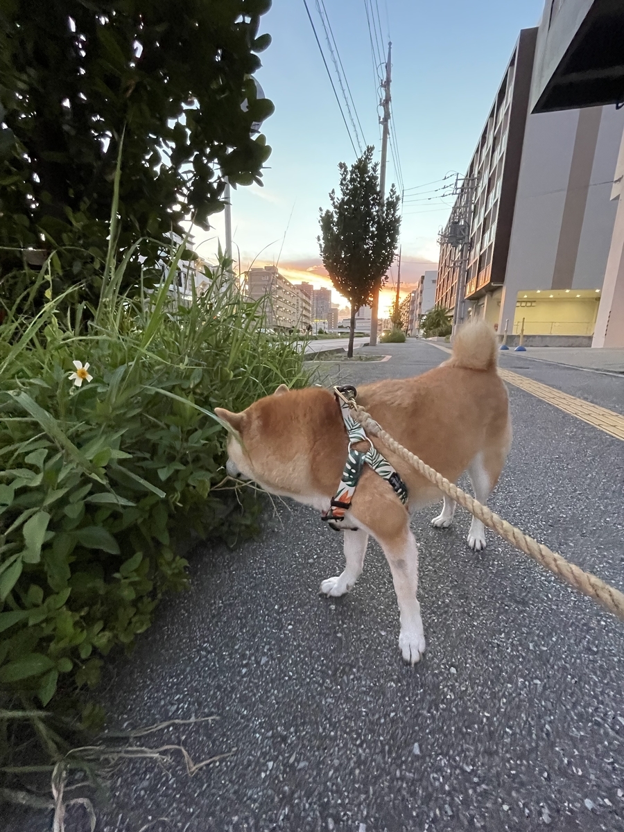 夕日と犬