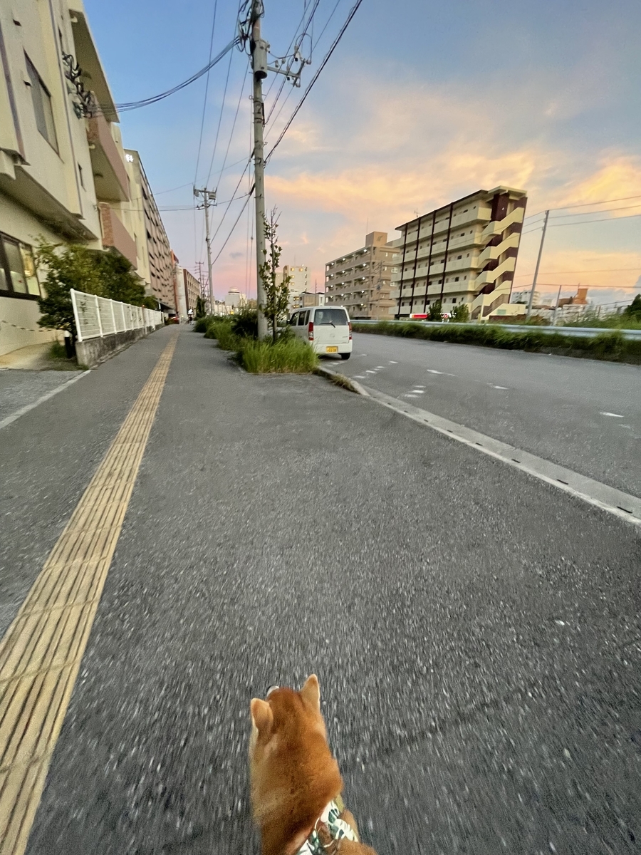 空と犬