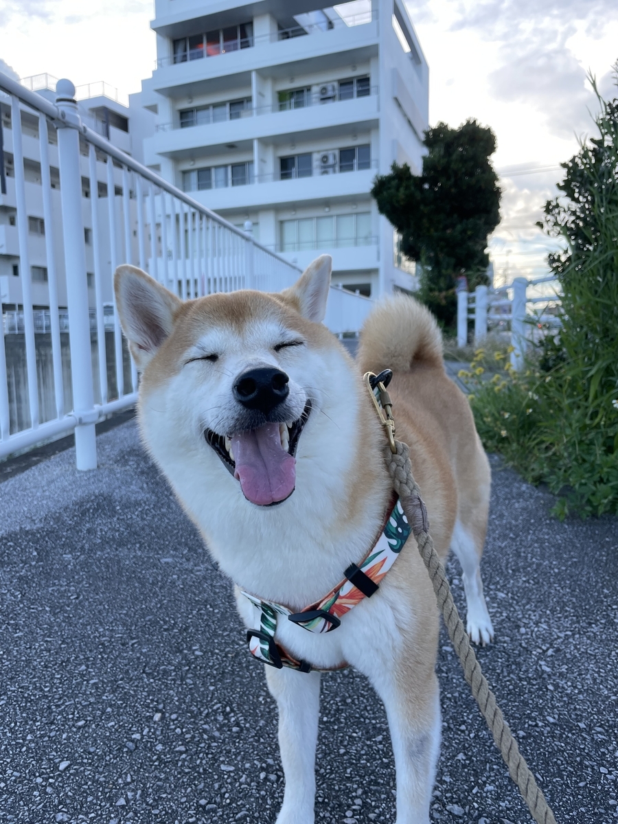 目を閉じて笑う犬